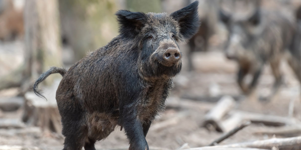 Im Ticker Aktuelle Informationen Zur Afrikanischen Schweinepest Im Landkreis Spree Neisse Gemeinde Kolkwitz